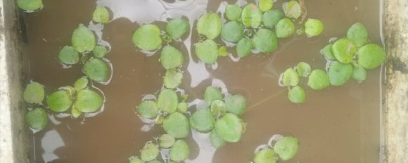 圆心萍能净化水质吗 圆心萍能净化水质吗