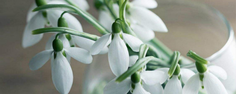 夏雪片莲花期 夏雪片莲花期