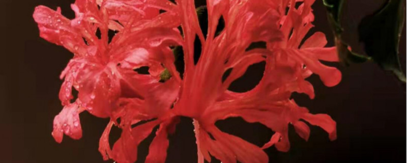 吊灯扶桑什么时候开花 吊灯扶桑什么时候开花