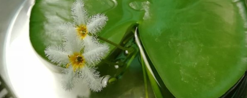 金银莲花什么时候开花 金银莲花什么时候开花