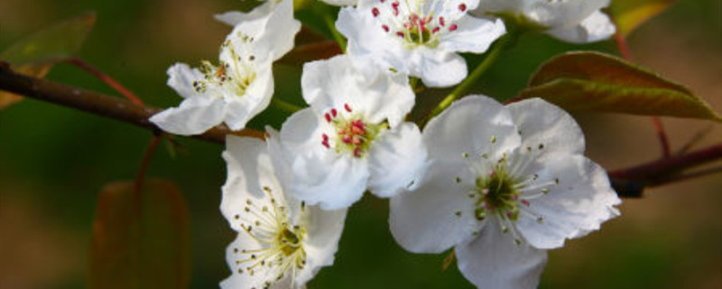 茶靡花开是什么意思