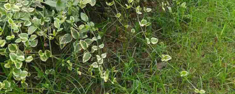花叶蔓长春藤可以水培吗 花叶蔓长春藤可以水培吗