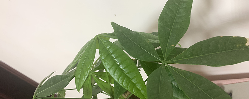发财树水多了怎么办 发财树水多了怎么办