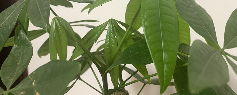 发财树冬天怕冻吗 发财树冬天怕冻吗