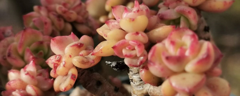 蜡牡丹多肉的养殖方法,叶片太挤怎么办 蜡牡丹多肉的养殖方法,叶片太挤怎么办