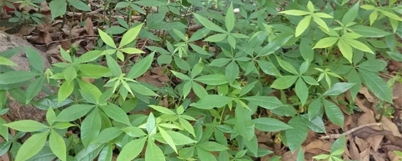 发财树根部烂了怎么办,怎么预防烂根 发财树根部烂了怎么办,怎么预防烂根
