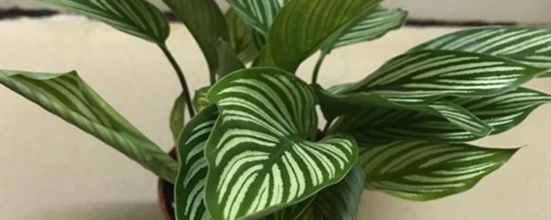 青纹竹芋能放在室内吗 青纹竹芋能放在室内吗