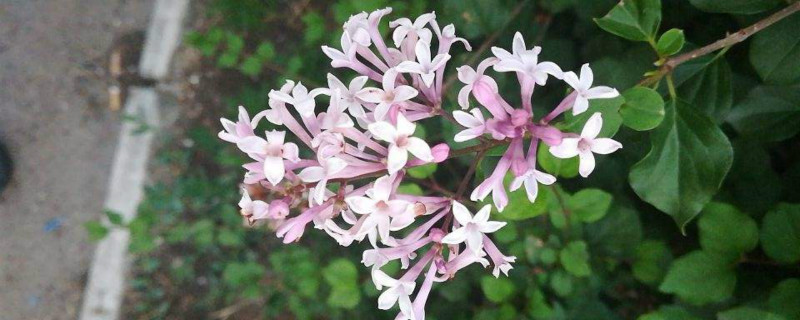 丁香花的花语 丁香花的花语