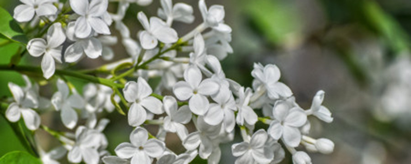 丁香花什么时候开花 丁香花什么时候开花