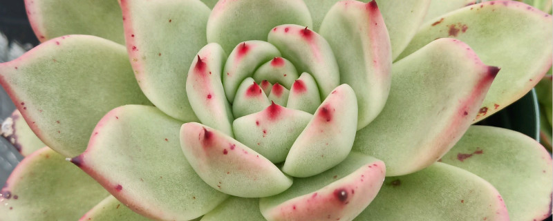 天狼星多肉和乌木区别 天狼星多肉和乌木区别