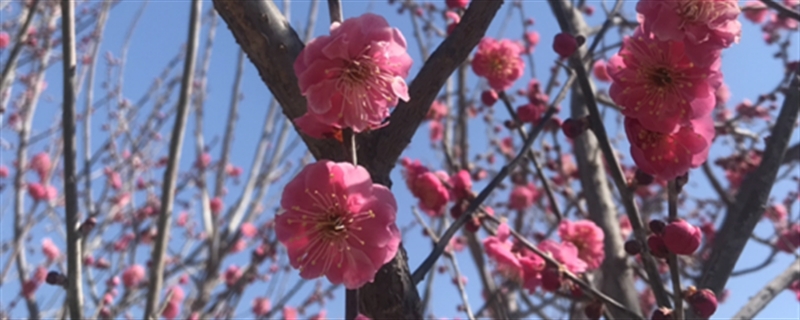 梅花为什么在冬天开 梅花为什么在冬天开