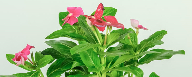长春花需要换盆吗,换盆的方法 长春花需要换盆吗,换盆的方法
