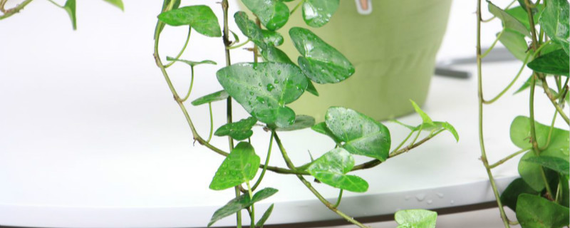 常青藤需要换盆吗,换盆后怎么养护 常青藤需要换盆吗,换盆后怎么养护