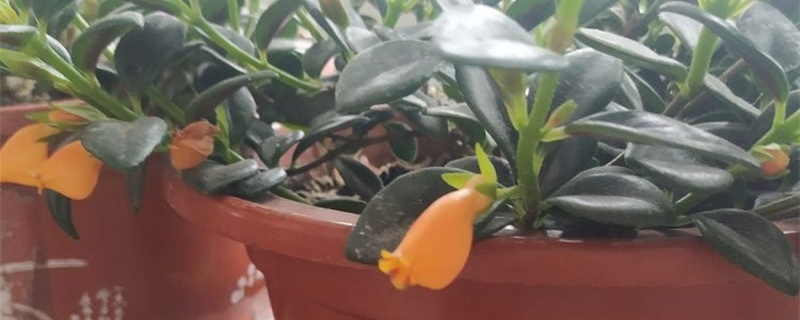 金鱼吊兰不开花的原因,怎么催花 金鱼吊兰不开花的原因,怎么催花