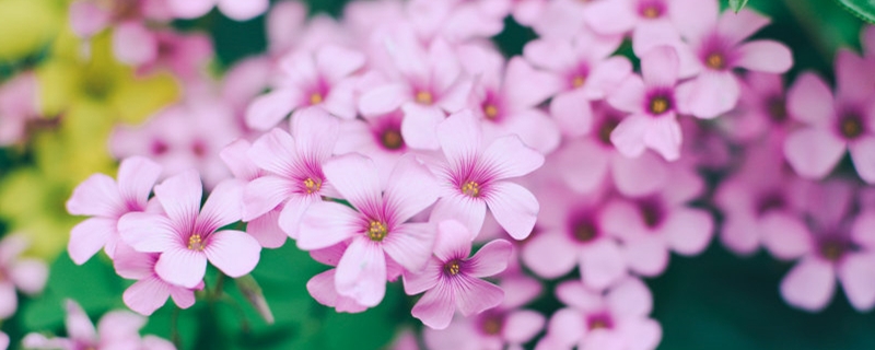 长春花怎么水培生根,水培怎么养护 长春花怎么水培生根,水培怎么养护