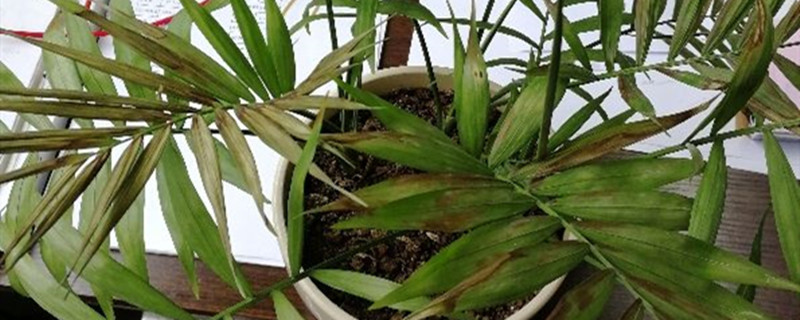 袖珍椰子怎么分株繁殖,什么时候分株 袖珍椰子怎么分株繁殖,什么时候分株