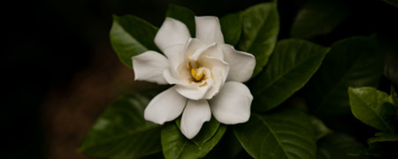 栀子花春天可以修剪吗 栀子花春天可以修剪吗
