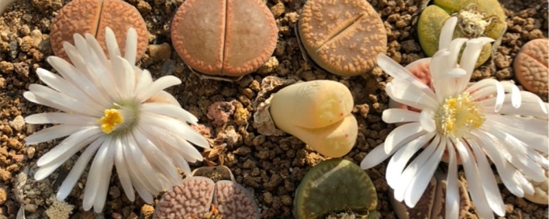 生石花徒长后怎么恢复,徒长后怎么养 生石花徒长后怎么恢复,徒长后怎么养