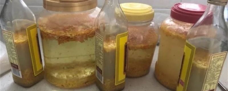 果皮水浇花的正确方法,果皮水怎么做 果皮水浇花的正确方法,果皮水怎么做