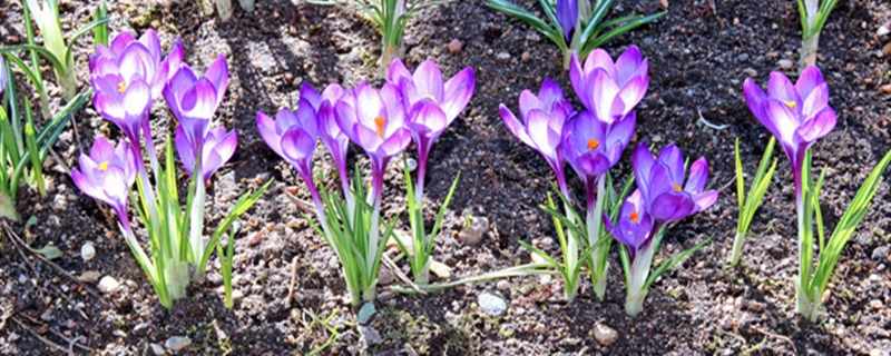 番红花开花后怎么处理,花败后怎么养 番红花开花后怎么处理,花败后怎么养