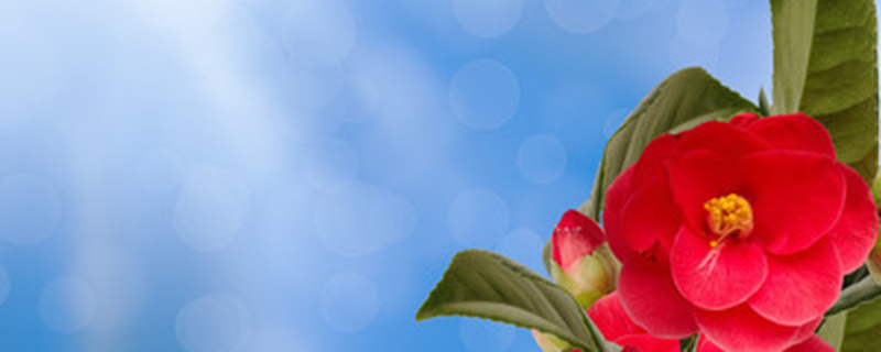 茶花春天施什么肥 茶花春天施什么肥