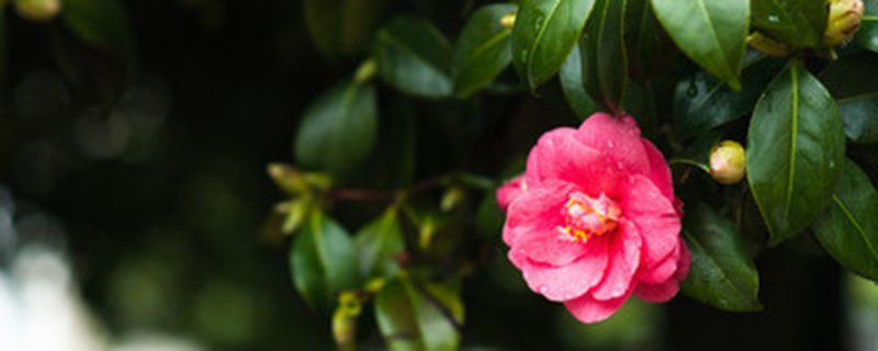 茶花春天开花吗 茶花春天开花吗