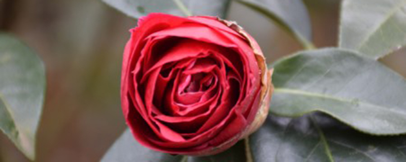 茶花春天落叶怎么回事 茶花春天落叶怎么回事