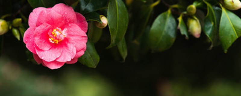 茶花用什么肥好 茶花用什么肥好