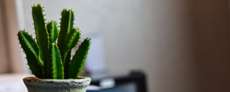 仙人掌用什么土种植最好 仙人掌用什么土种植最好