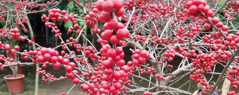 北美冬青的种植方法,什么时候种植 北美冬青的种植方法,什么时候种植