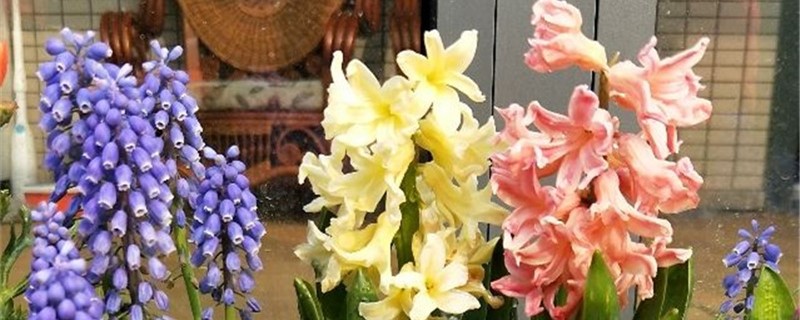 风信子不开花怎么办,怎么催花 风信子不开花怎么办,怎么催花