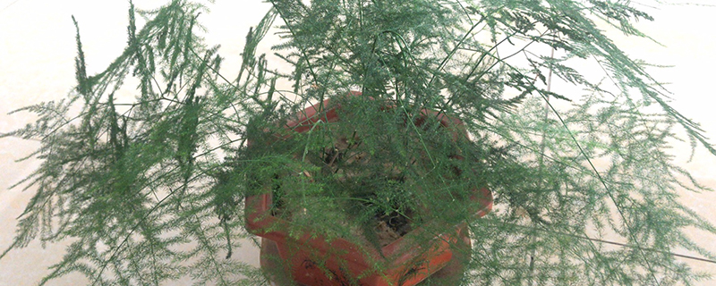 家养的文竹开花吗 家养的文竹开花吗