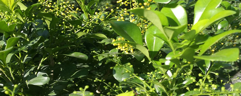 米兰用剪枝吗 米兰用剪枝吗