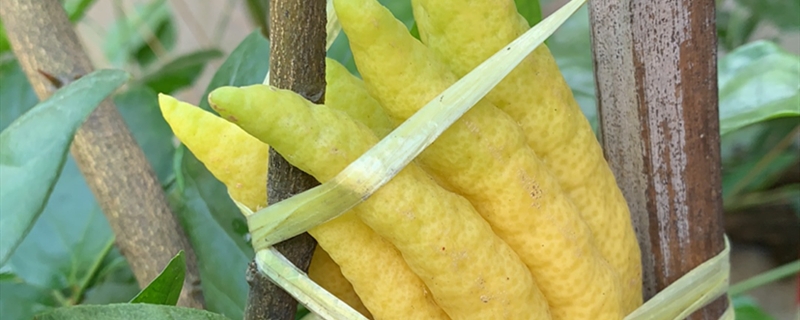 佛手用什么土种植好 佛手用什么土种植好