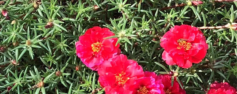 太阳花的花语 太阳花的花语
