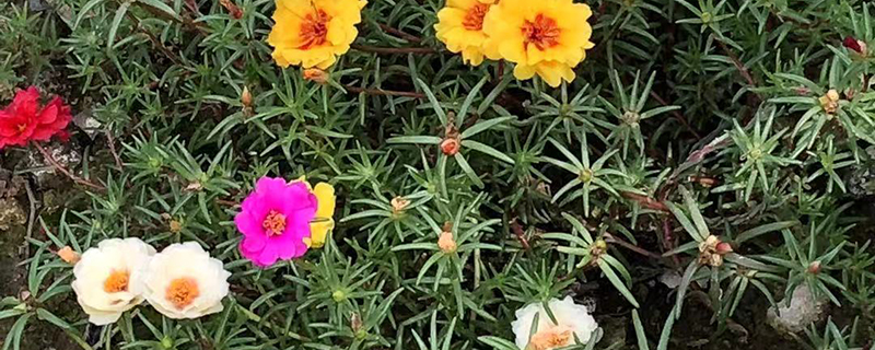太阳花用大盆还是小盆