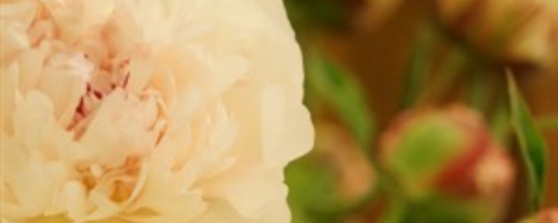 芍药春天什么时候浇水 芍药春天什么时候浇水