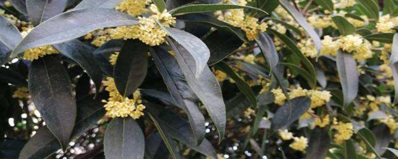 桂花种子怎么种,什么时候播种 桂花种子怎么种,什么时候播种