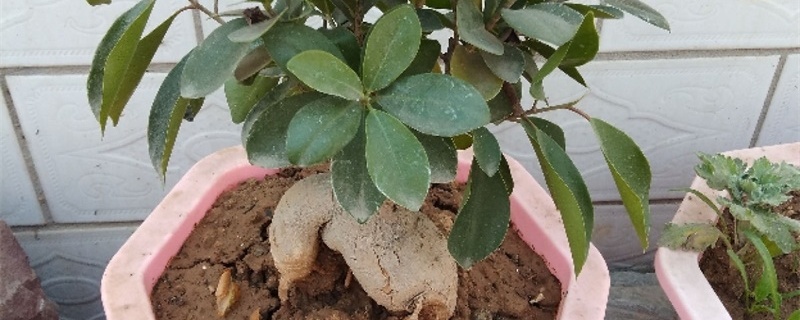 人参榕的换盆方法和注意事项,什么时候换盆 人参榕的换盆方法和注意事项,什么时候换盆