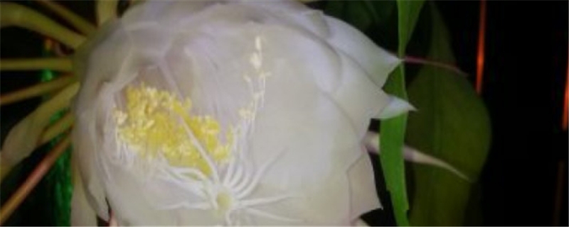 昙花用什么土栽好 昙花用什么土栽好