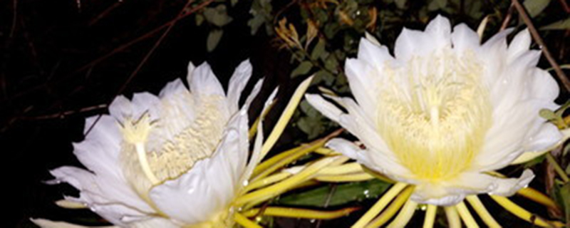 昙花用什么花盆比较好 昙花用什么花盆比较好