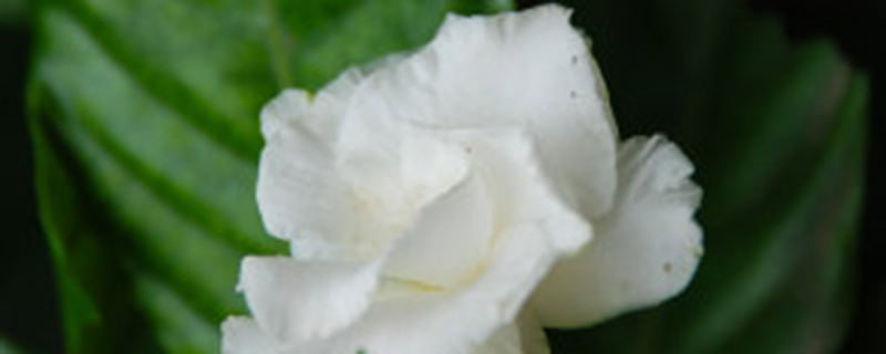 栀子花种子什么时候播种 栀子花种子什么时候播种