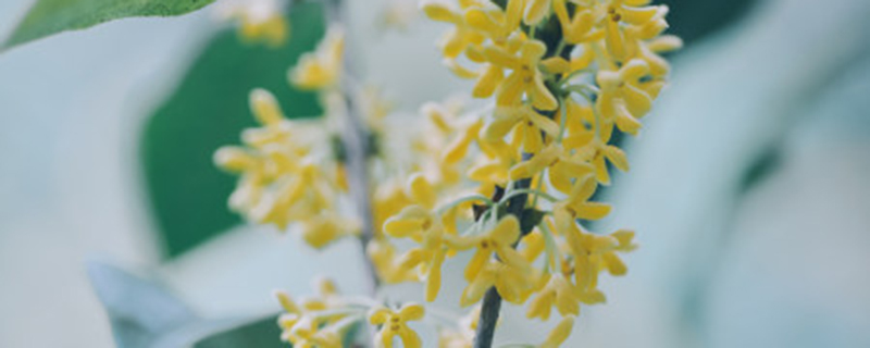 桂花种子什么时候播种 桂花种子什么时候播种