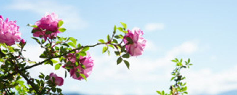 蔷薇种子催芽方法 蔷薇种子催芽方法