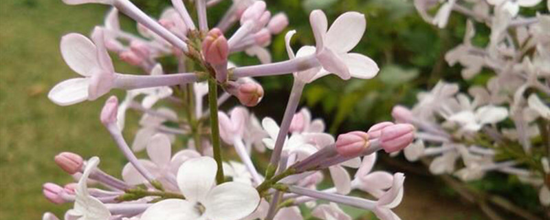 丁香花用什么树嫁接 丁香花用什么树嫁接