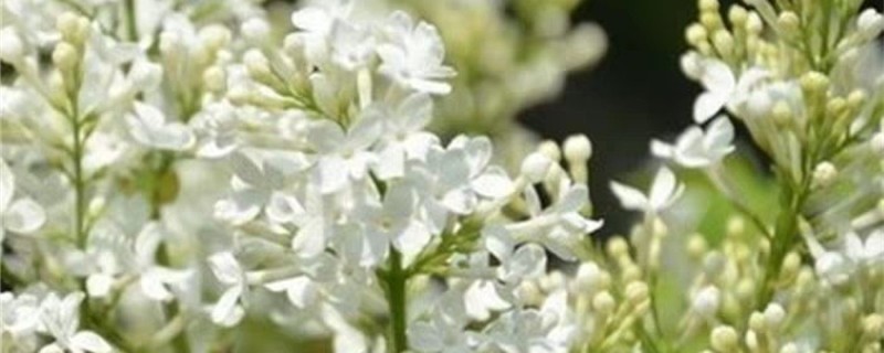 丁香花用什么土种植 丁香花用什么土种植