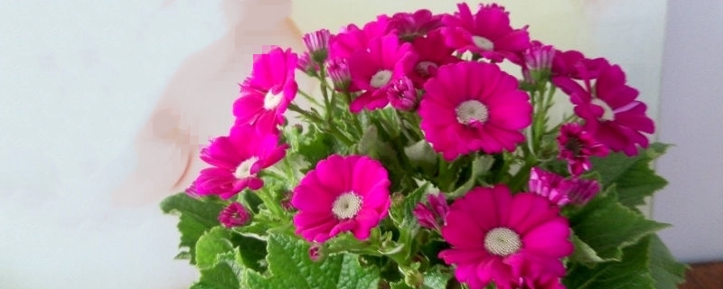 瓜叶菊开花后怎么修剪,开花后怎么养 瓜叶菊开花后怎么修剪,开花后怎么养
