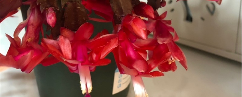 蟹爪兰开花后怎样养护,开花后怎么修剪 蟹爪兰开花后怎样养护,开花后怎么修剪