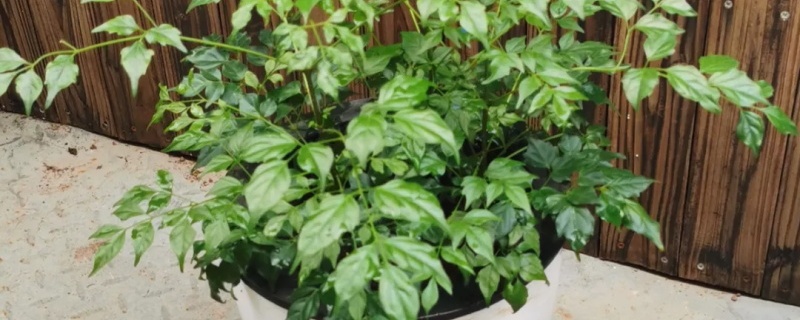 菜豆树的养殖方法,怎么修剪 菜豆树的养殖方法,怎么修剪