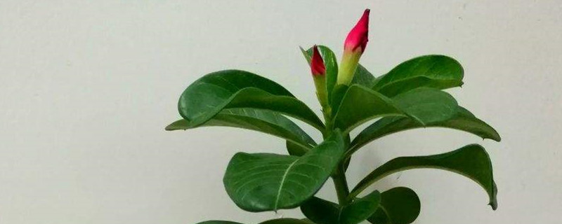 沙漠玫瑰叶子掉光了还能活吗,叶子掉光怎么办 沙漠玫瑰叶子掉光了还能活吗,叶子掉光怎么办